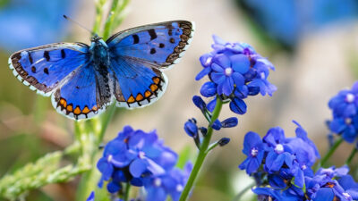Origen del color Azul en la Naturaleza