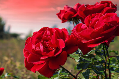 Origen del color Rojo en la Naturaleza