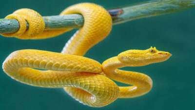 El Significado del Color Amarillo en el Reino Animal
